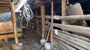 Выход мясом годовалого абердин ангуса