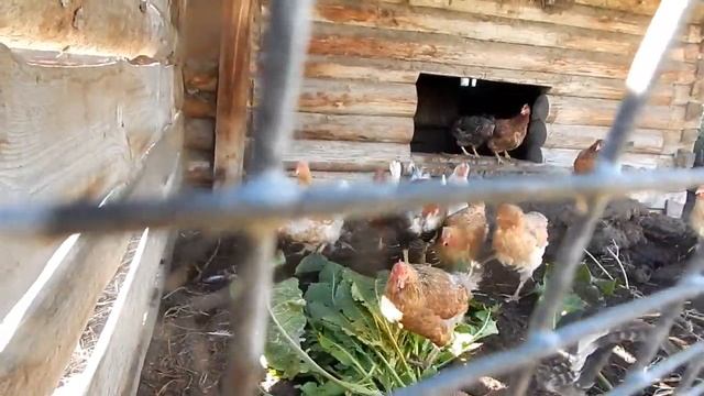 яйценоскость кур несушек зимой Повышение яйценоскости смотреть онлайн