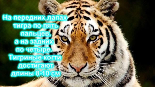 •10 ИНТЕРЕСНЫХ ФАКТОВ О ЖИВОТНЫХ • смотреть онлайн