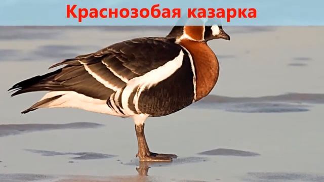 Мини Красная книга, Красноярский край смотреть онлайн