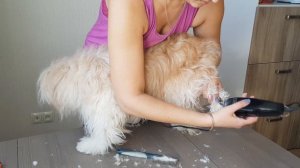 Гигиеническая стрижка Китайской Хохлатой Пуховки своими руками |Chinese crested powder puff groomin