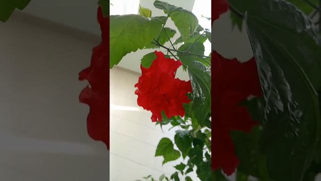 #гибискус красный махровый#цветы #любовь # flowers #hibiscus #minsk смотреть онлайн