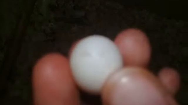 Треснуло яйцо .Что делать?самка не высижевает яйца смотреть онлайн