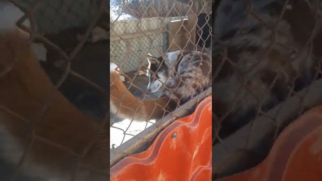 Милая собачка с синими глазами #собакадругчеловека #собакассинимиглазами смотреть онлайн