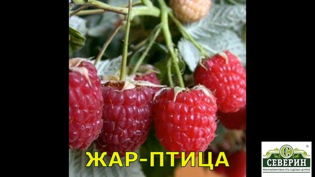 Ремонтантная малина... Таких сортов вы еще не видели!!! смотреть онлайн