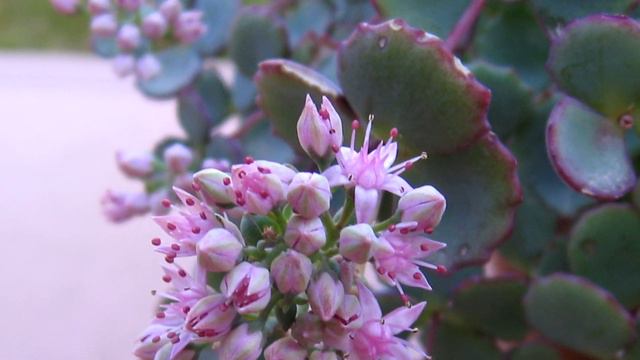 10 Plantas en Tonos Rosa que Necesitas para Decorar tu Hogar смотреть онлайн