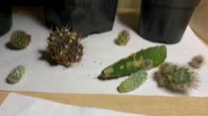 Детки кактусов. Как отделять. Как укореняю.