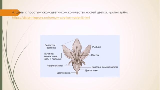 Отдел покрытосеменные растения смотреть онлайн