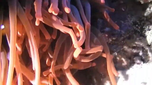 Clown Fish And Sea Anemone Video With The Best Relax Music смотреть онлайн