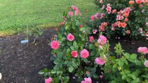 🌹 Zaide Rose from Kordes / 2nd Season / KORparofe