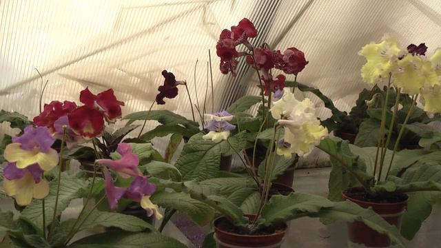 Селекция стрептокрпусов. DS - смотреть онлайн