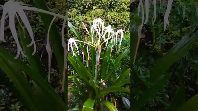 BEACH SPIDER LILIES (Hymenocallis littoralis) #shorts #plants #beach #spider #lilies смотреть онлайн