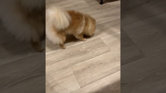 Шпиц | Мишель йогурт не понравился | Сын любит её подразнить смотреть онлайн