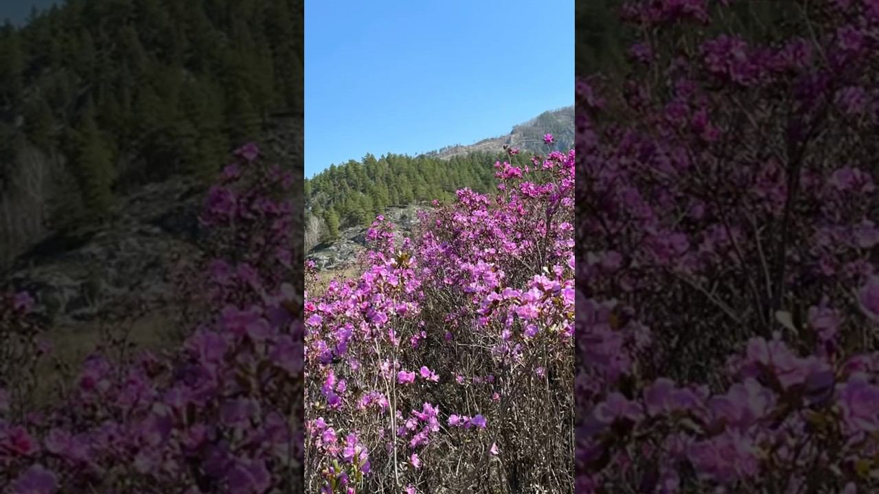 Алтай весной / Когда цветет маральник #алтай #маральник #цветы #горы #рододендрон #mountains смотреть онлайн