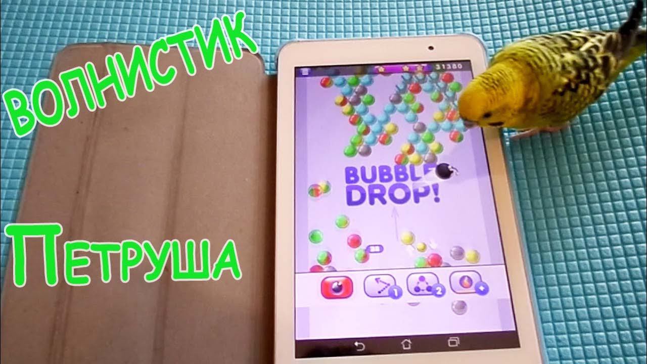 Волнистик Петруша играет на планшете//Веселый попугай смотреть онлайн