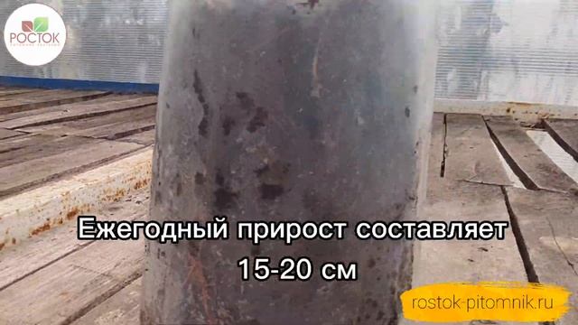 Туя Санни Смарагд - вечнозеленая красавица? от Питомника Росток! смотреть онлайн