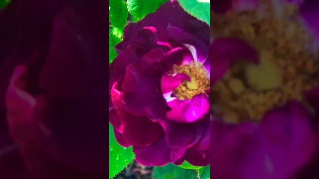 Roses in Kew garden London #shortsvideos#shorts смотреть онлайн