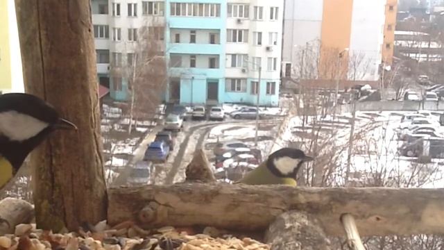 Синицы и Лазоревка смотреть онлайн