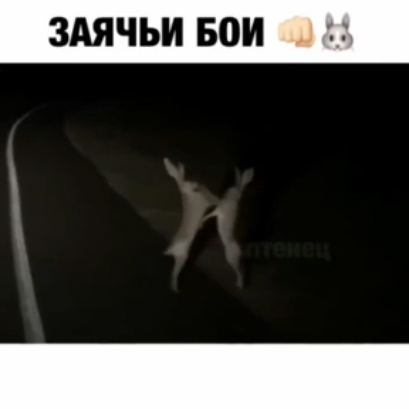 Заячьи бои смотреть онлайн