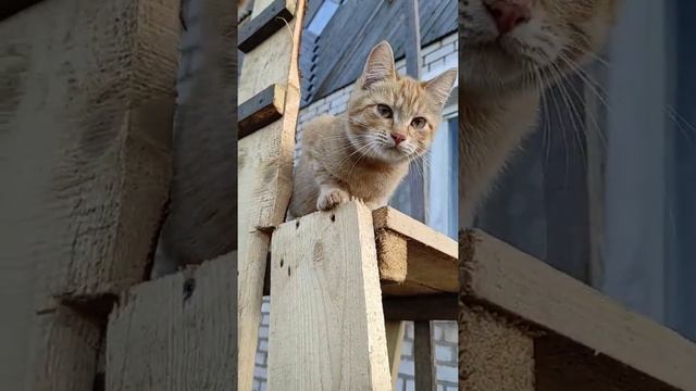 Черныш и Рыжик родные братья ? умные коты смотреть онлайн
