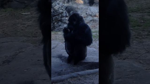 Orangutan @Animal Kingdom смотреть онлайн