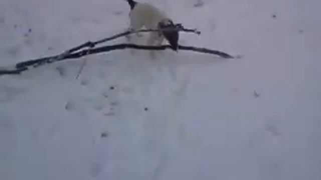 фокстер'єр Джоні смотреть онлайн