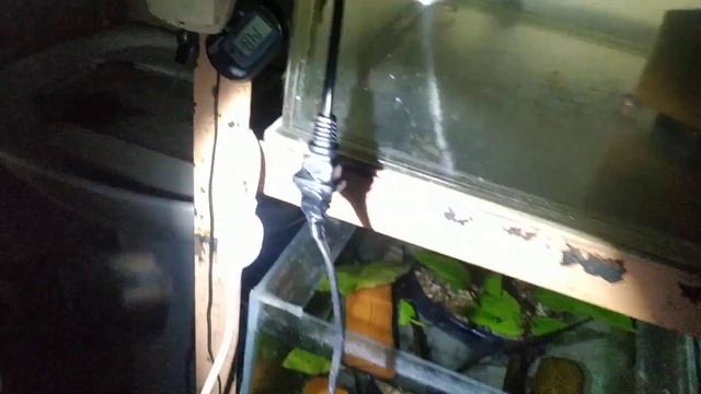 Коллапс на разводне аквариумных рыбок смотреть онлайн