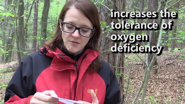 Survival Medicine - Hawthorn (Crataegus)