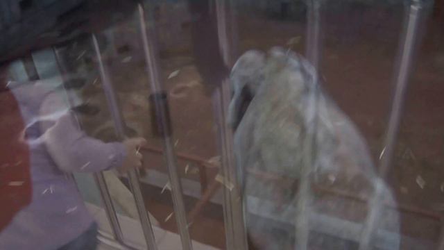 Слониха Даша смотреть онлайн