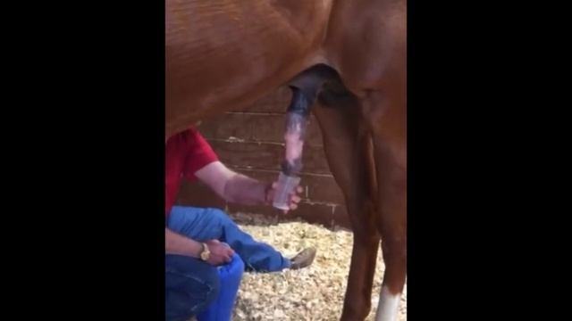 Chemical ejaculation in the stallion смотреть онлайн