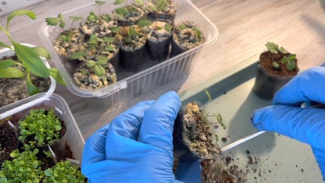 Спасение ЗЕМЛЯНИКИ от зеленого налета, от гибели в таблетках смотреть онлайн