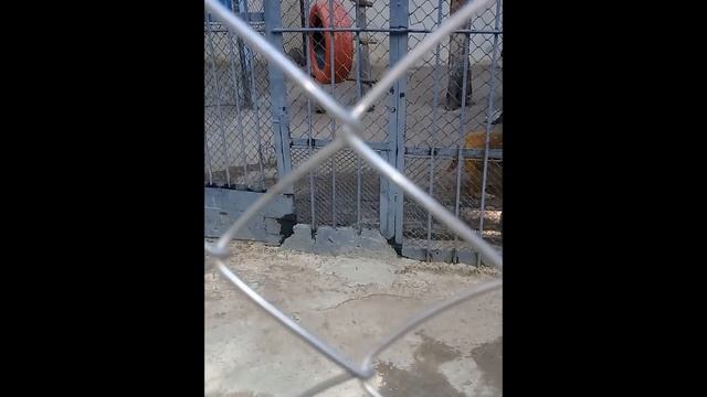 Обезьяны зоопарка города Шымкент смотреть онлайн