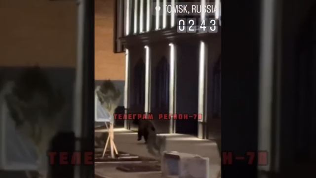 В центр Томска из леса забрел взрослый медведь смотреть онлайн