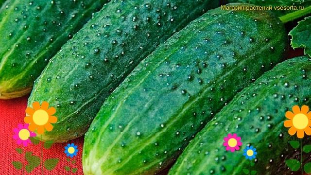 Огурец Буян F1 (Огурец). Краткий обзор, описание характеристик, где купить семена cucumis sativus смотреть онлайн