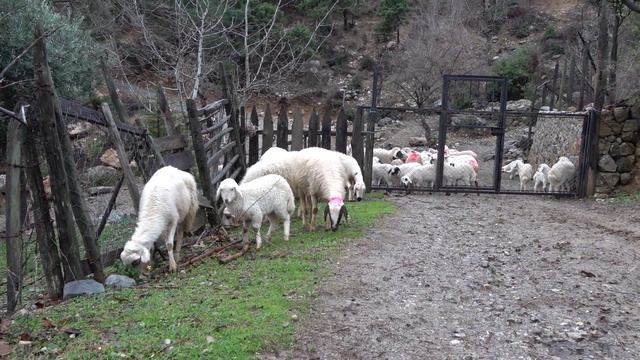Animal Sounds - Sheep Sound - Lamb Sound - Farm Animal Videos смотреть онлайн