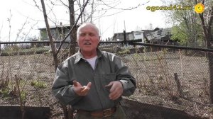 Сроки прививок косточковых