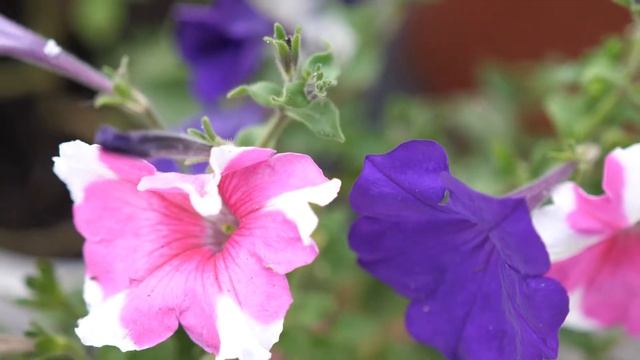 My garden in summer in Novosibirsk, Siberia смотреть онлайн