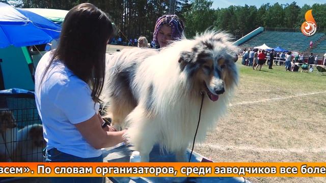 ТОЛЬКО ЛУЧШИЕ: в Заречном прошла международная выставка собак «Жемчужина Урала». смотреть онлайн