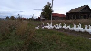 продажа холмогорских гусей.