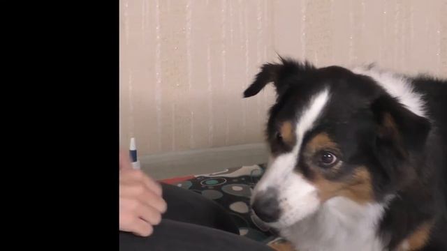 Как чистить собакам уши? Как чистить собакам глаза? Как чистить собакам зубы? Чистка ушей глаз зубо смотреть онлайн