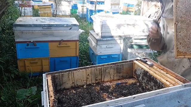 Лучший кассетный лежак, мёда в 2 раза меньше прошлогоднего смотреть онлайн