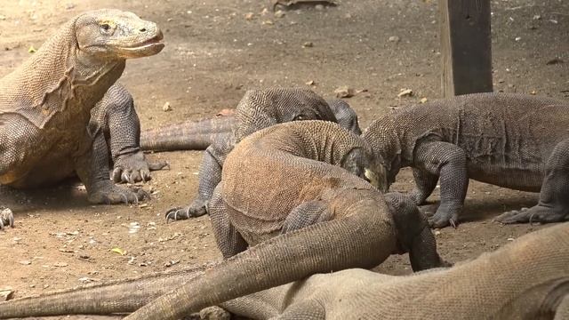 Комодский Варан Пожирает Все На Своем Пути. Варан В Деле...