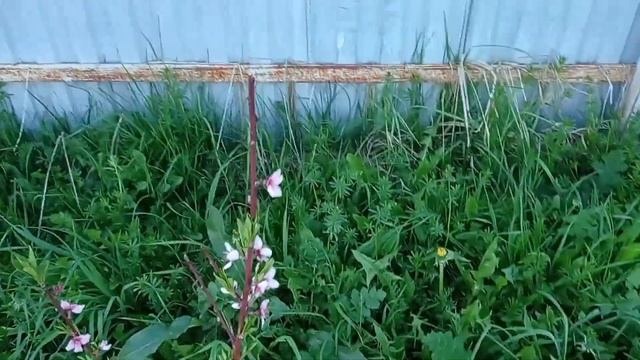 Состояние персиков после холодной Зимы и Весны 2021 года. смотреть онлайн