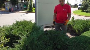 Казацкий можжевельник. Мастер класс по стрижке, обрезке можжевельника.