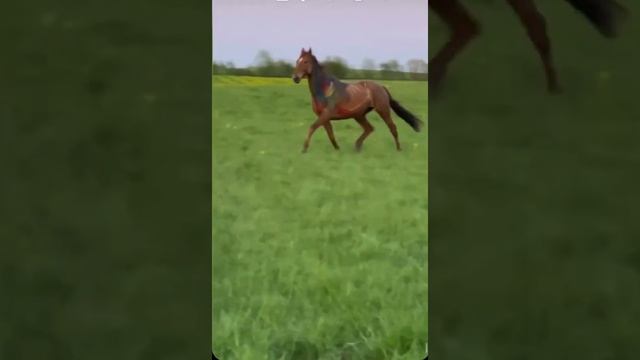 Анатомия лошади красиво ? смотреть онлайн