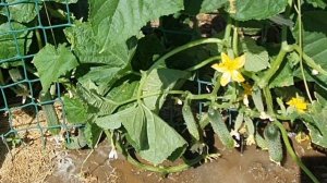 РАЗБУДИТЕ ОГУРЦЫ И ОНИ МГНОВЕННО ПОЙДУТ В РОСТ//  Что делать не растут огурцы