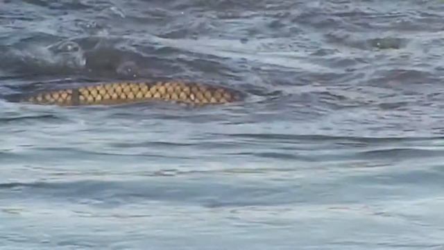 НЕРЕСТ САЗАНА(КАРПА) 2021.Завораживающее видео.Carp spawning смотреть онлайн