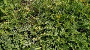 Арбуз ? ОРАНЖ КИНГ F1 от корейской компании NongWoo Bio.