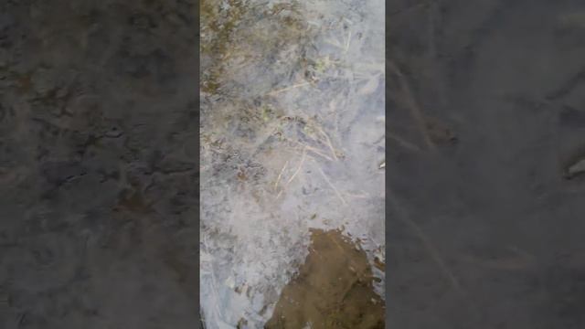 ДРУГ КРУТИТ РАКА😱🤣 |Ловим рыбу. Рыбалка на экранчики | Ловим на экранчики | Ловля Раков| Экранчики смотреть онлайн