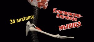 3d anatomy. Клювовидно-плечевая мышца.